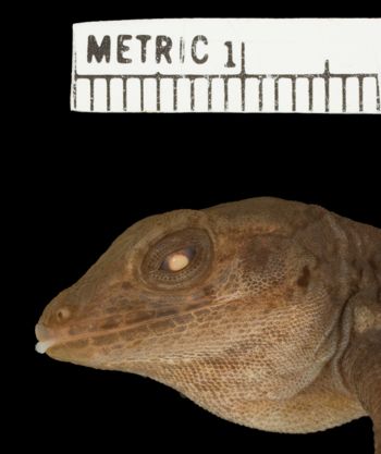 Media type: image; Herpetology R-37524